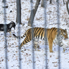 Теперь звери ходят друг за другом, исследуют территорию — newsvl.ru
