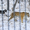      ,   — newsvl.ru
