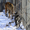      ,   — newsvl.ru