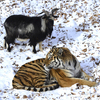    ,   -  — newsvl.ru