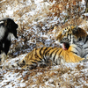 Тигр рядом с новым соседом чувствует себя вполне комфортно — newsvl.ru