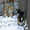 Тигр и козел ходят друг за другом по территории вольера — newsvl.ru