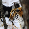 Тигр Амур живет в шкотовском сафари-парке — newsvl.ru