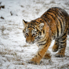 Тигрица обживается в зоопарке с 8 ноября — newsvl.ru