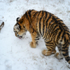 В этот день тигрица привыкала к выпавшему снегу — newsvl.ru