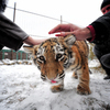 Тигрица спокойно дает себя гладить — newsvl.ru