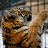 Тигрица осматривает посетителей и ловит снег — newsvl.ru