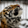 Тигрица игривая и веселая — newsvl.ru