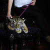 Новый талисман казино Tigre de Cristal - 5-месячная тигрица Кристалл — newsvl.ru