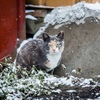 Котикам первый снег не очень нравится — newsvl.ru