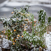 Цветущие кусты оказались под белой снежной шапкой — newsvl.ru