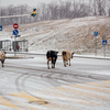 Коровы прогуливаются по вечнозеленым газонам ДВФУ — newsvl.ru
