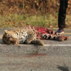 По словам водителя, сбившего леопарда, животное резко появилось на обочине и совершило прыжок. Фото ФГБУ "Земля леопарда" — newsvl.ru