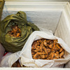 В ходе мероприятия в лодочном гараже сотрудники полиции изъяли около 200 килограммов незаконно добытых морепродуктов — newsvl.ru