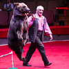 Танцующие и поющие медведи от дрессировщиков Арутюновых — newsvl.ru