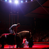 В одном из номеров прокатиться на цирковой лошади смогли зрители — newsvl.ru