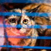 Клетка с "черепаховыми" кошками - считается, что техцветные кошки приносят удачу — newsvl.ru