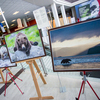Десять фотографий медведей и три панорамных фото. Стартовая цена 100 000 — newsvl.ru