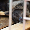 Спасатели решили оставить медведей зоопарка «Зеленый остров» в вольерах — newsvl.ru