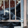 Спасатели решили оставить медведей зоопарка «Зеленый остров» в вольерах — newsvl.ru