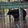 Медведи несколько дней пробыли в воде — newsvl.ru