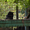 По словам директора зоопарка Владимира Ваганова, все 14 медведей живы — newsvl.ru