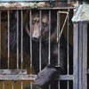 Сотрудники зоопарка признались, что с радостью принимают продукты для пострадавших хищников — newsvl.ru