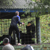 Местные жители помогают своими силами спасти животных в городском зоопарке Уссурийска — newsvl.ru
