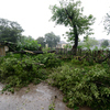 В Партизанске из-за сильного ветра сломалось много деревьев — newsvl.ru
