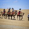 Стоимость часовой прогулки на верблюде - 100 юаней — newsvl.ru