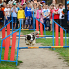 Колли по клички Ася – победитель Чемпионата мира 2007 года по аджилити. Это вид спорта, подразумевающий прохождение собакой полосы препятствий под руководством человека — newsvl.ru