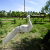 Белый павлин спокойно встречает посетителей парка — newsvl.ru