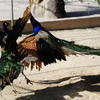 В парке павлинов этих птиц можно хорошо рассмотреть вблизи — newsvl.ru