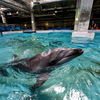 Дельфин обрадовался нагрянувшим зрителям, обрызгав их водой — newsvl.ru