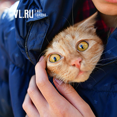 На выставке-раздаче котят во Владивостоке нашли новых хозяев для 33 питомцев 