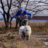 Андрей Кручинин из владивостокского ЦЕС «Спутник» стал вторым в номинации «скутер (две собаки)» — newsvl.ru
