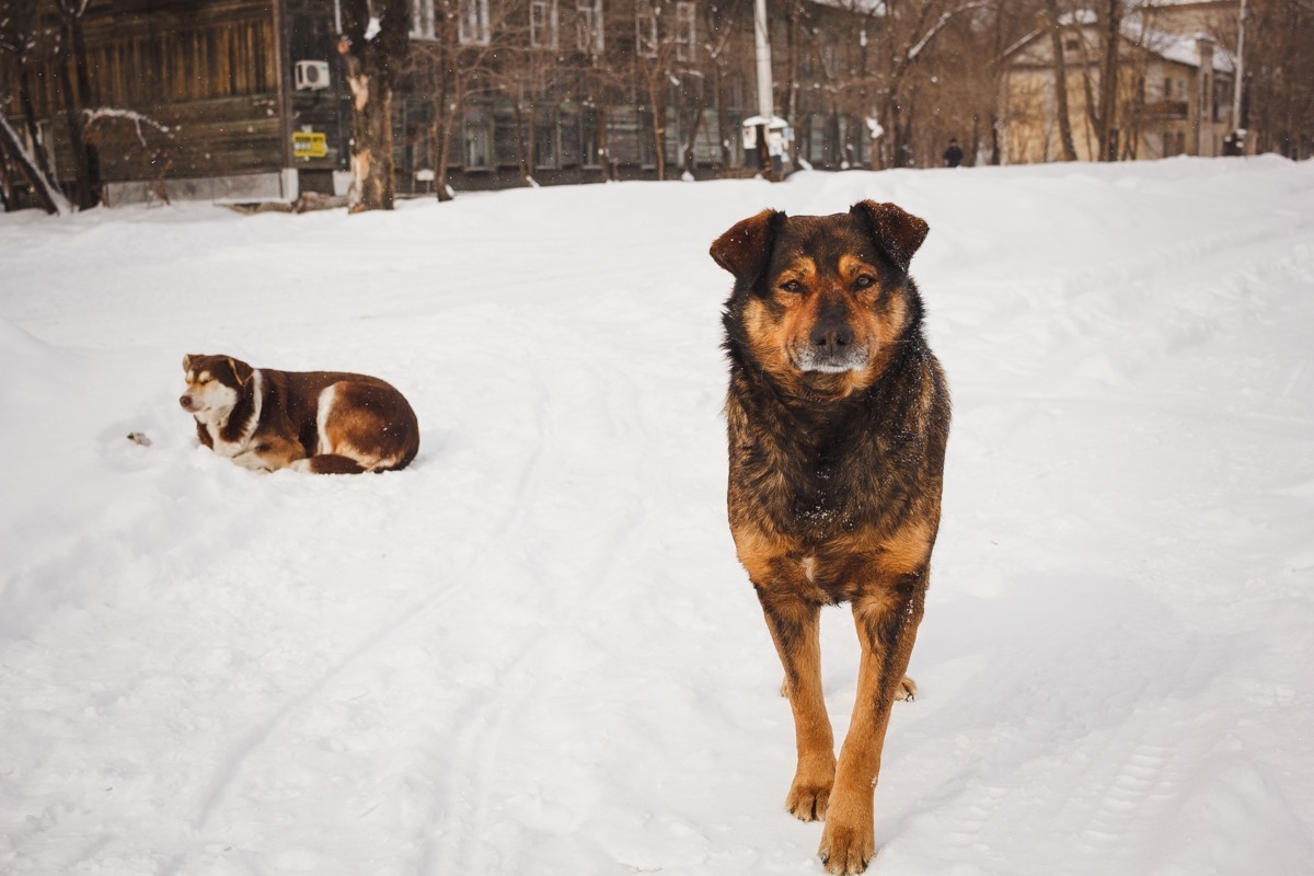 собаки в хабаровске нападают