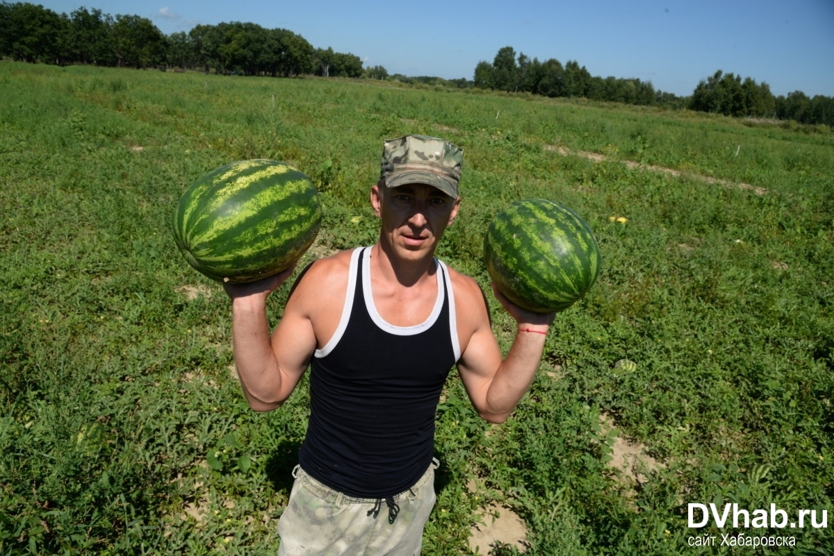 баштан сорт арбузов. урожайность арбуза. арбузы урожай. волгоградские арбузы. урожайность арбуза с одного гектара.
