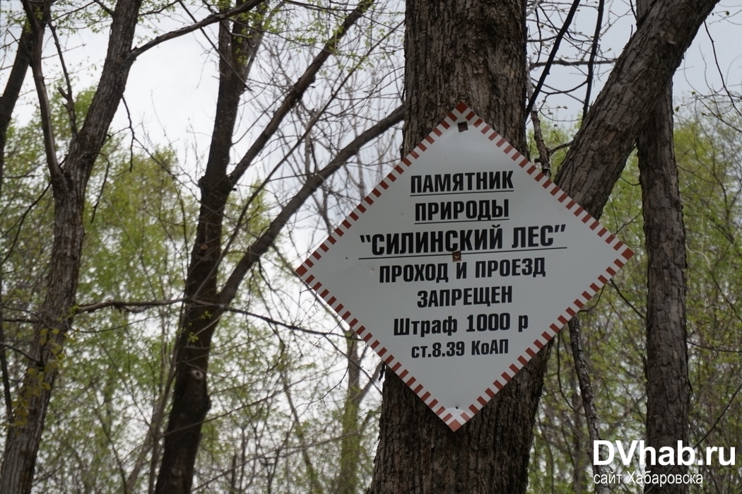 Силинский парк комсомольск на амуре прейскурант. Силинский лес Комсомольск на Амуре. Силинский парк Комсомольск. Карта Силинского парка Комсомольск на Амуре. Силинский парк карта.