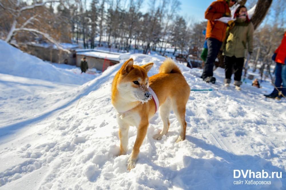 Прогноз хабаровского