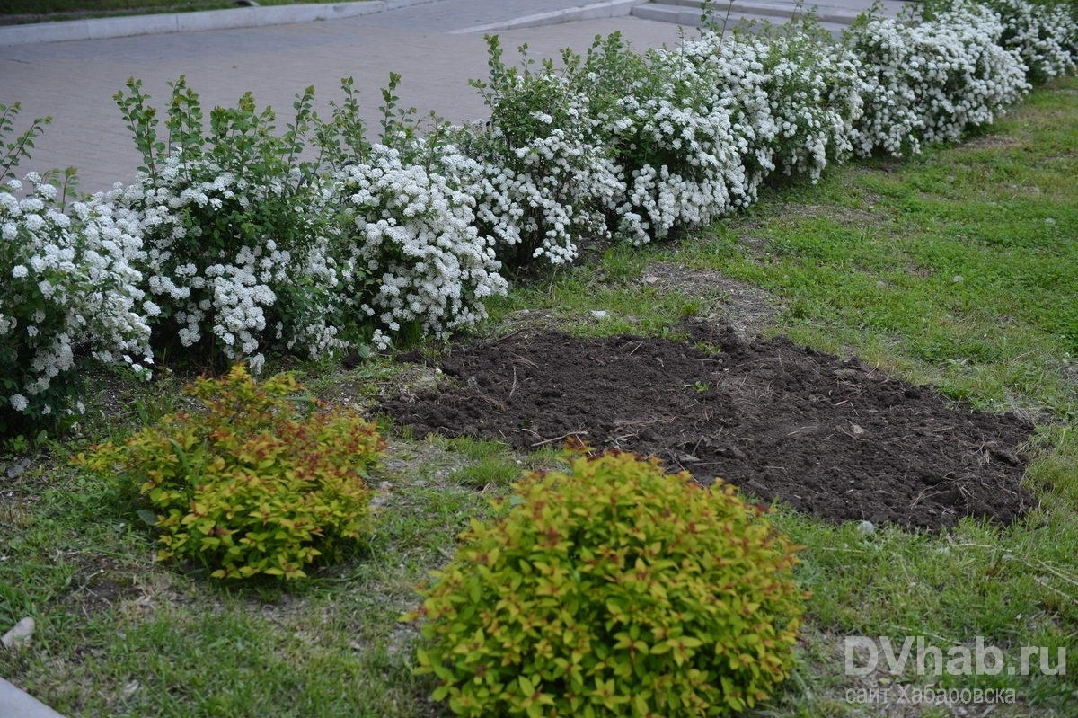 Кусты, заговоренные от воровства хабаровчан, растут в центре города (ФОТО)  — Новости Хабаровска