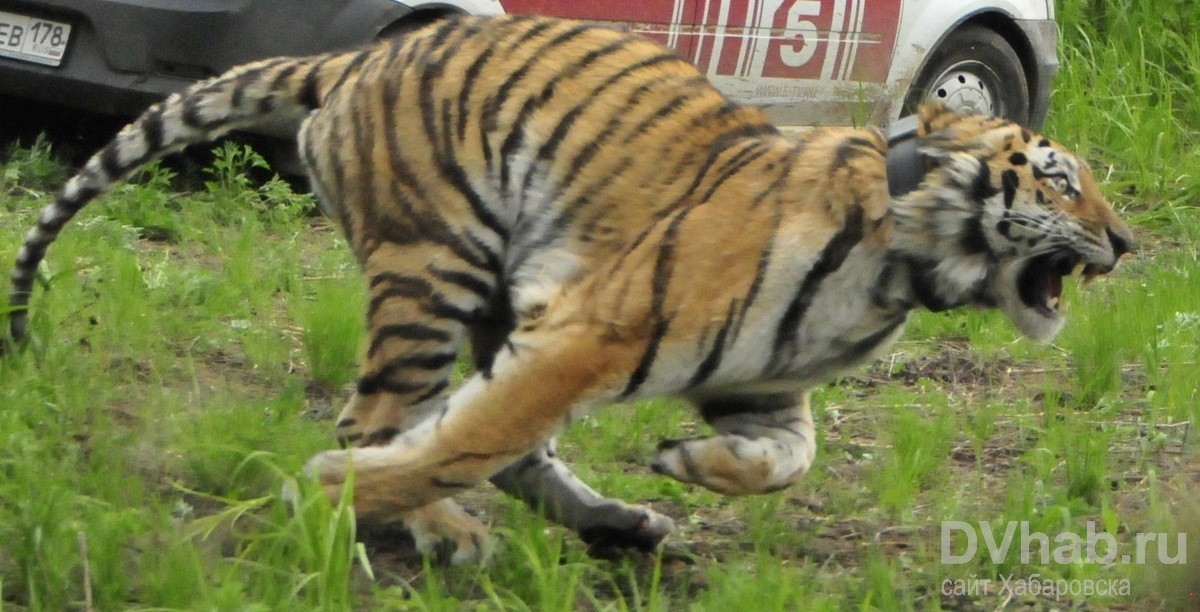 центр тигр. тигра выпускают на волю. амурский тигр сихотэ-алинь. выпуск тигров. спасем амурского тигра.