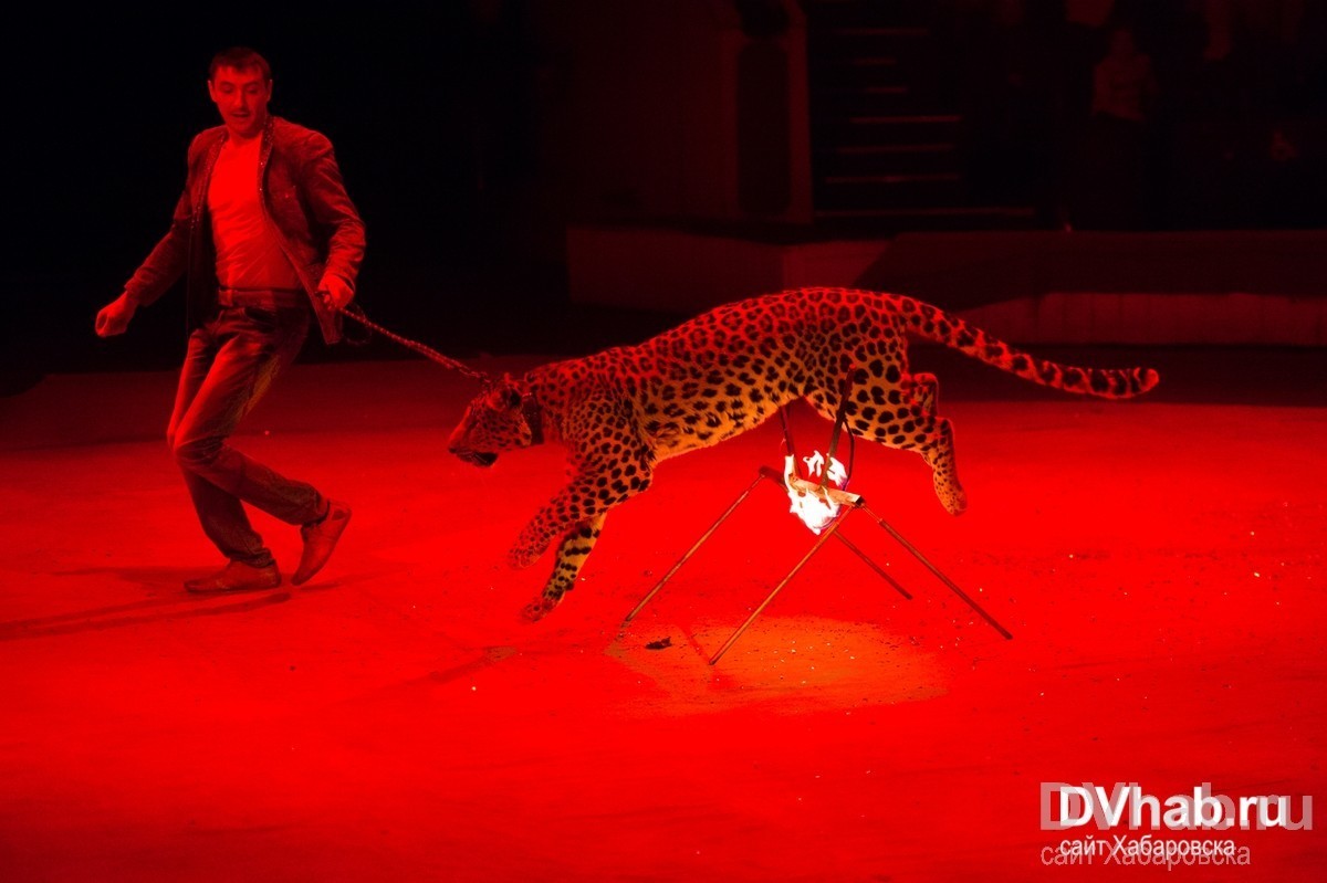Цифровой цирк даты выхода. Цифровой цирк даты выхода. Цирк дю солей фото. Дрессировщики тигров братья запашные. Цирк дю солей монако 2020.