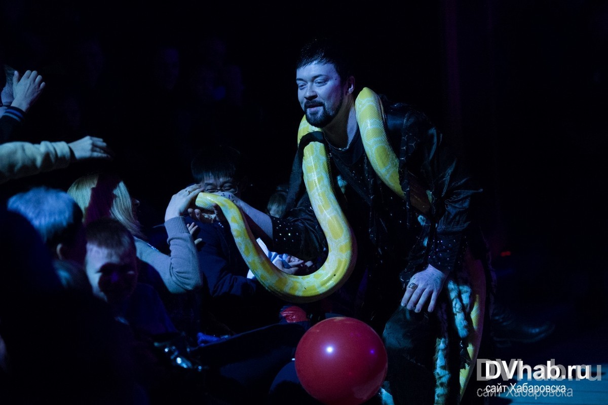 Цирк максимус белые тигры. Цирк дикий драйв. Тольятти цирк у сатурна. Цирк шапито арлекин. Цирк дикий драйв.