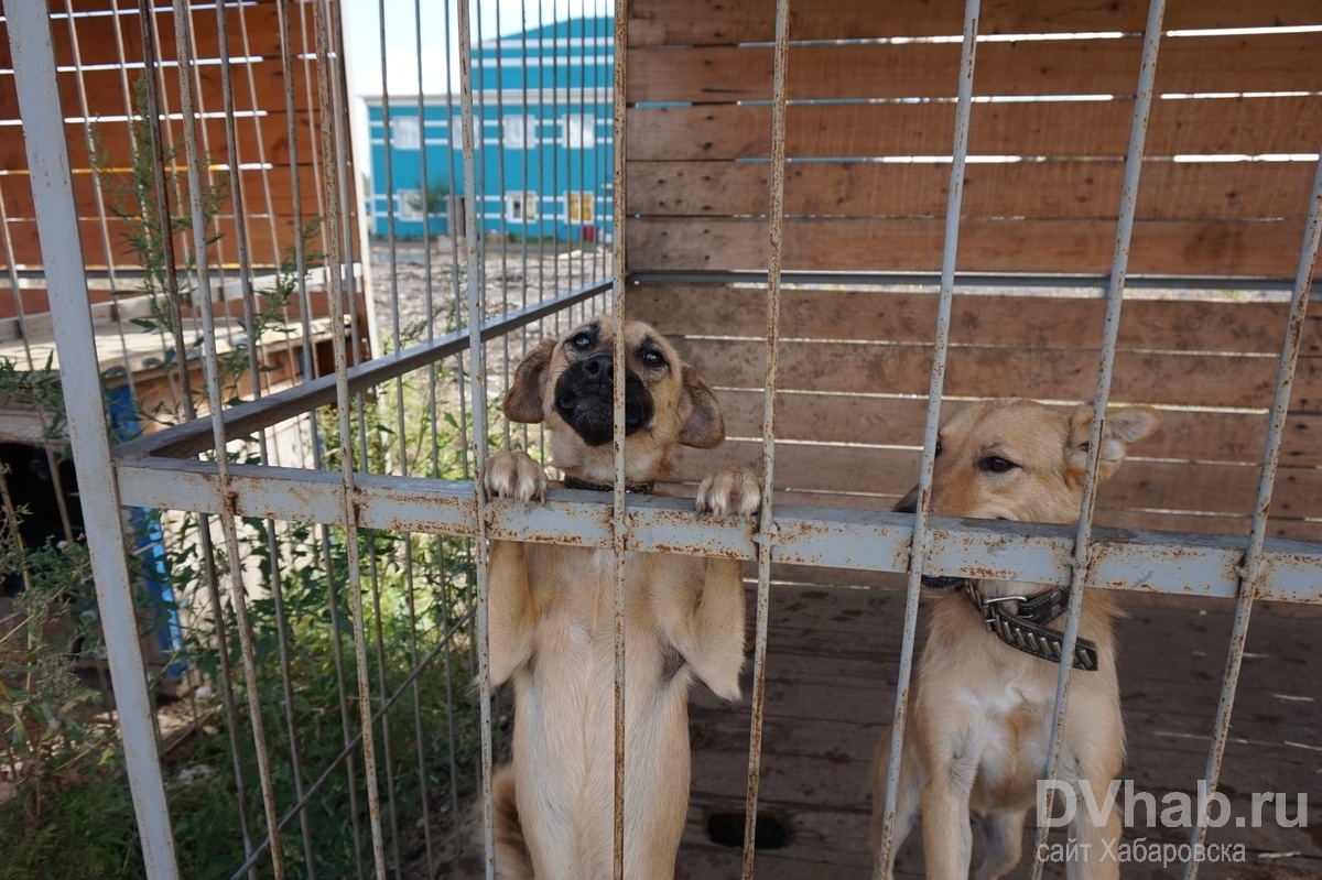 Стрижка на дому собак в комсомольске на амуре