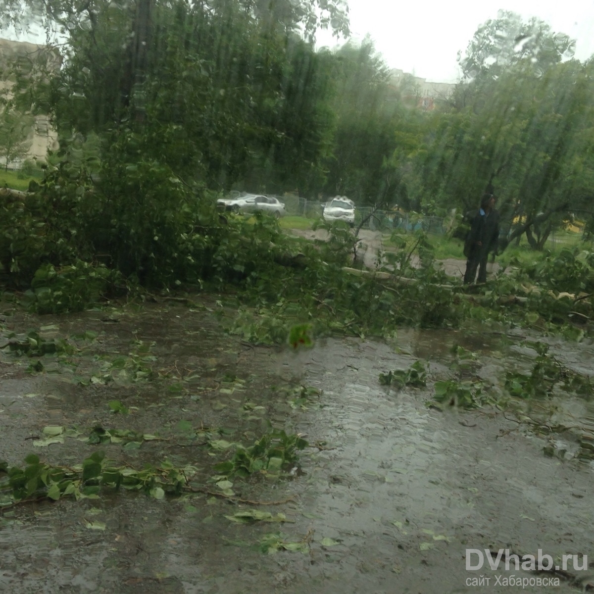 Сообщение в WhatsApp: дерево упало на улице Профессора Даниловского, 22  (ФОТО) — Новости Хабаровска