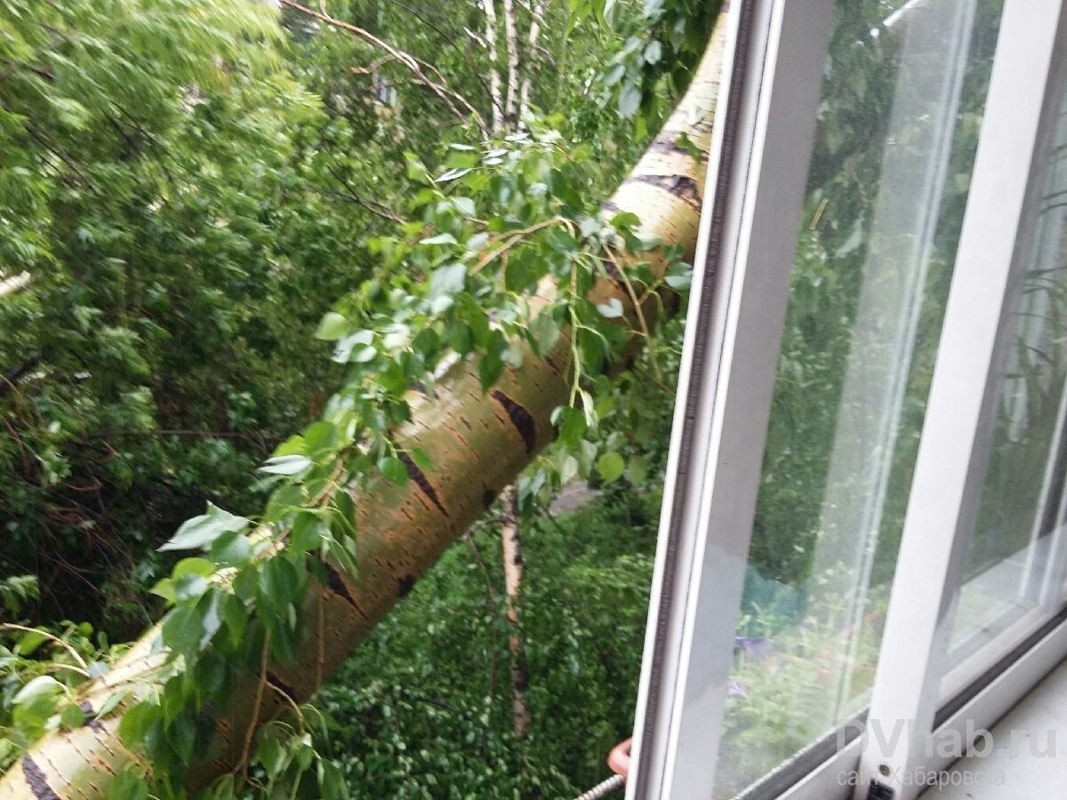 Упавший тополь разрушил балконы в одном из жилых домов в Хабаровске (ФОТО)  — Новости Хабаровска