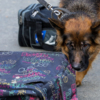 Запрещенные к вывозу объекты Ханна ищет в багаже — newsvl.ru