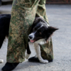 Не только хорошими служебными навыками могут похвастаться собаки — newsvl.ru