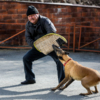 Собака легко справится даже с сильным мужчиной — newsvl.ru